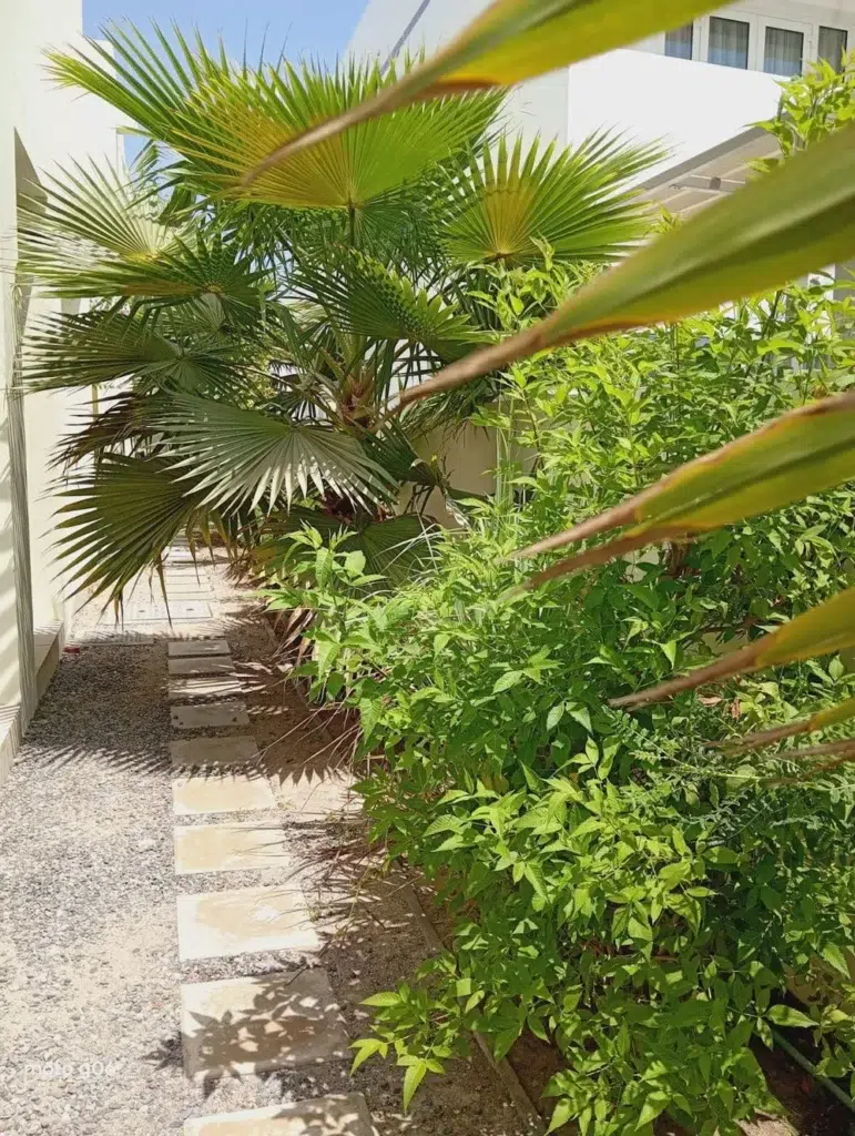 Lush tropical garden walkway construction with stepping stones in Muscat villa